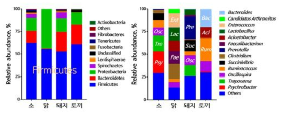 Microbiota Phylum 및 genus 분석;(왼) Phylum, (오) Genus