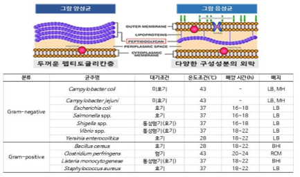 그람 양성 및 음성균주 특성에 따른 배양 조건