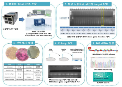 다양한 샘플로부터 식중독균 분리 최적화 방법 모식도