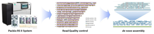 PacBio system과 Nanopore플랫폼을 활용한 유전체 염기서열 de novo assembly