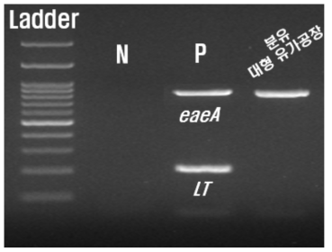 대형 유가공장 살균 전 원유 multiplex PCR 결과