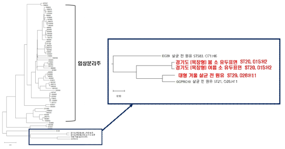 분리된 EPEC 3주와 다른 EPEC 균주와의 cgMLST 분석 결과