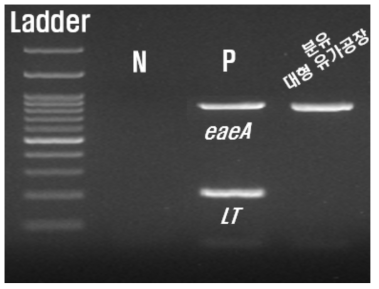 대형 유가공장 살균 전 원유 multiplex PCR 결과