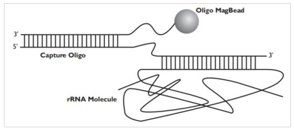 Hybridization capture of rRNA using MICROBExpress™ Bacterial mRNA enrichment kit (MICROBExpress™ Kit Protocol (PN 1905 Rev C))