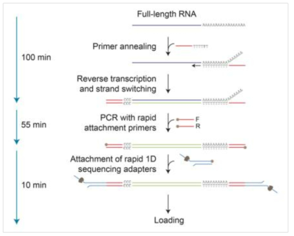 PCR-cDNA sequencing kit workflow (Nanopore store, https://store.nanoporetech.com/us/sample-prep/PCR-cDNA-sequencing-kit.html, accessed on Jun 2. 2020)