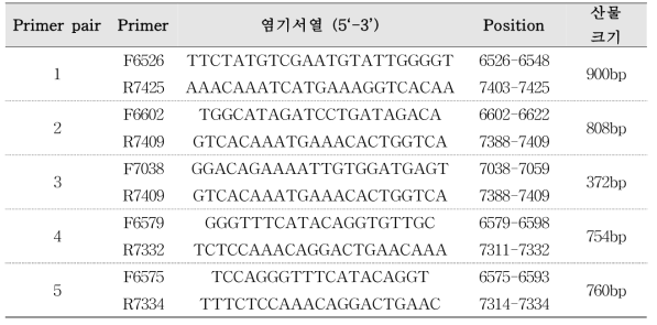 A형 간염바이러스 long template PCR 개발 제작 primer