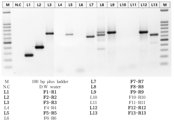 Control (HM-175 strain)에 대한 small size PCR efficiency test 결과