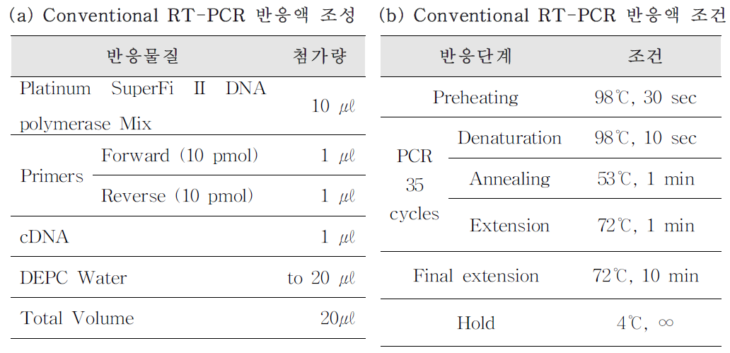 A형 간염바이러스 conventional PCR 반응액 조성(a) 및 PCR 반응 조건(b)