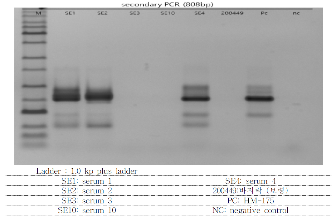 2,479 bp (2C~3D) long template PCR 결과
