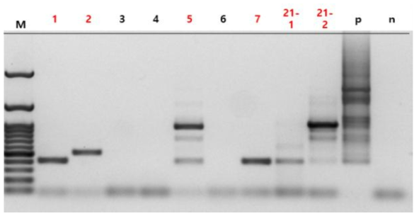 조개 젓갈에 대한 set A_pool 2 multiplex PCR 결과