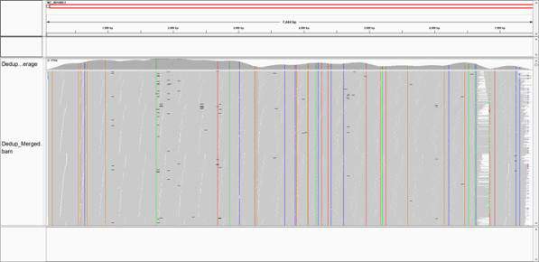 Amplicon genome sequencing reads mapped to reference genome