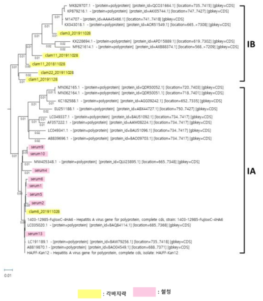 A형 간염바이러스 전장 유전체 phylogenetic tree analysis 결과