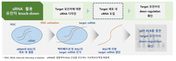 siRNA 활용 유전자 knock-down 확인 실험 흐름도