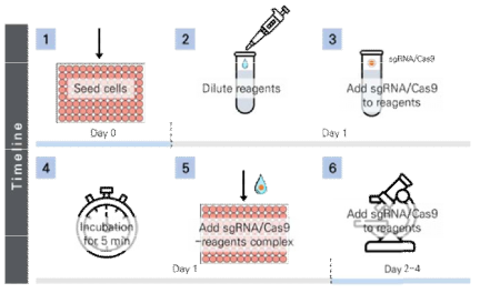 Transfection reagent 활용 sgRNA/Cas9 도입