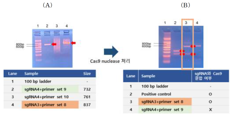 유전자 irf3에서 PCR을 통한 sgRNA와 Cas9 결합 적합성 확인