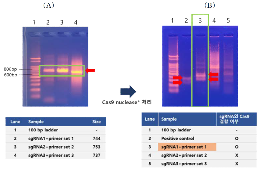 유전자 irf7에서 PCR을 통한 sgRNA와 Cas9 결합 적합성 확인