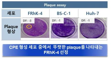 A형 간염바이러스 감수성 동물 세포 개발 대상 후보 세포에서의 plaque assay