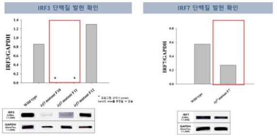 FRhk-4 세포의 단백질 발현량 변화