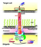 이질 백신 표준항원 후보물질 Ipa 단백질 (IpaB를 포함한 Ipa 계열 단백질은 T3SS의 끝 부분 (needle tip)에 존재함. (Gunnar N. Schroeder, and Hubert Hilbi Clin. Microbiol. Rev. Jan 2008, 21 (1) 134-156))