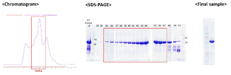 Size-exclusion chromatography 결과와 정제 완료된 IpaB (4차 정제)