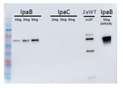 IpaB western blot (IpaB와 IpaC를 각각 10, 20, 50 ng SDS-gel에 loading하고, 양성대조군으로 S. flexneri 2a 1x107 cfu에 해당하는 균과 WRAIR에서 제공받은 IpaB를 사용하였음. 블로킹 버퍼로는 5% skim milk를 사용하였으며, 1차 항체로는 IpaB를 면역한 마우스 혈청을 1:1000 사용함)