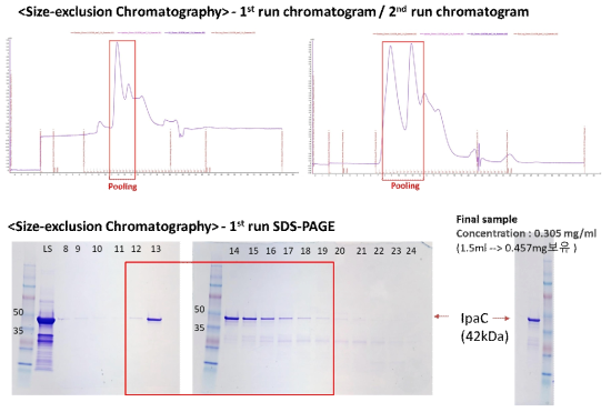 1차 정제한 IpaC 재조합단백질의 Size-exclusion column 2차 정제