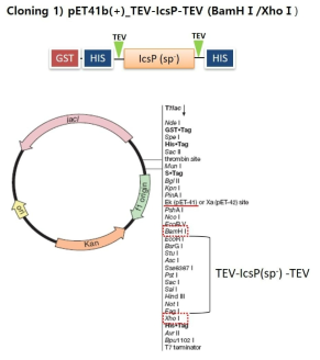 IcsP 단백질의 GST-tag fusion cloning