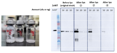 IpaC 동결건조 후 샘플 (좌) 동결건조 전/후 샘플의 Western blot 결과 (우)