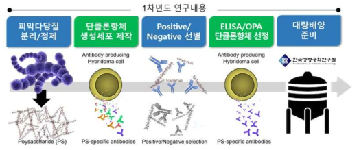 1년차 연구개요: b군 연쇄구균 피막다당질 분리 및 피막다당질 III 특이 단클론항체 제작