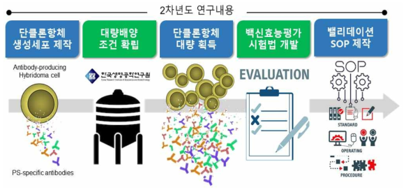 2년차 연구개요: b군 연쇄구균 단클론항체 개발, 밸리데이션 및 표준작업지침서 마련