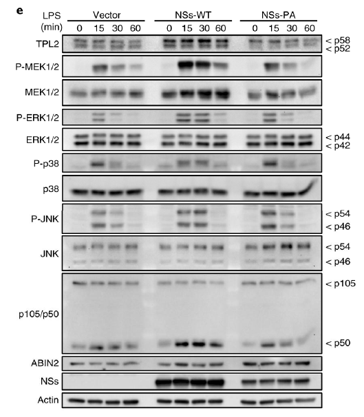 SFTSV NS 단백질이 TPL2 signalling pathway 관련 인자들을 활성화시킴