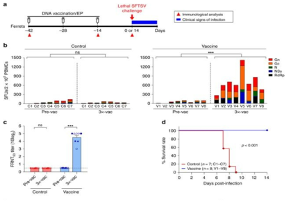 DNA plasmid로 면역된 ferret 동물모델에서 SFTSV 감염 실험