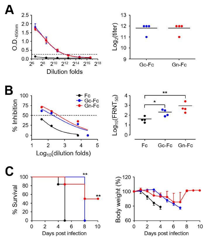 Gn과 Gc로 면역한 실험 동물모델에서 유도된 IgG 항체가(A), 바이러스 중화능 (B), 바이러스 감염후 생존률과 체중변화량(C)