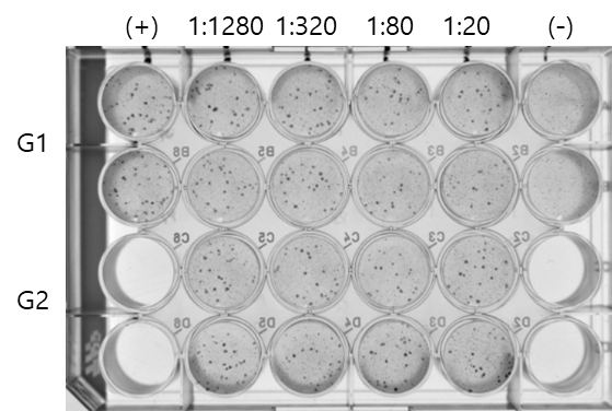 Methylcellulose를 이용한 SFTSV 중화능력 분석