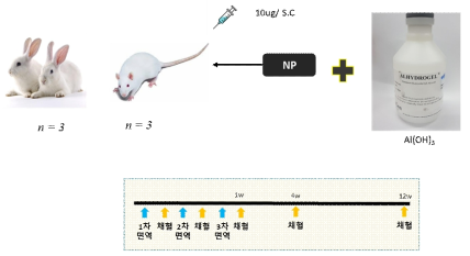 NP에 면역된 토끼와 랫드 실험 계획