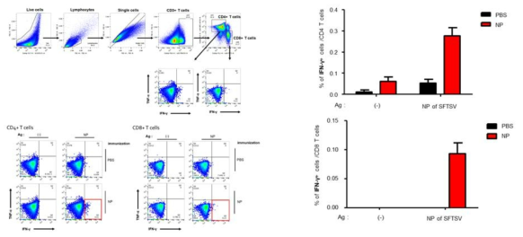 NP로 면역한 WT 마우스의 FACS 결과