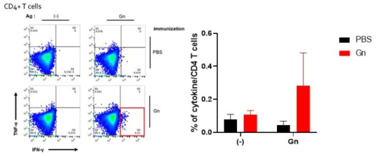 Gn에 면역된 WT마우스의 세포성 면역반응
