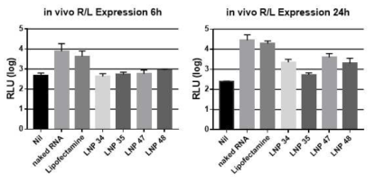 최적의 LNP 선정을 위한 RNA의 단백질 발현 확인 (in vivo)