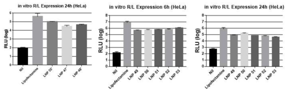 최적의 LNP 선정을 위한 RNA의 단백질 발현 확인 (in vitro)