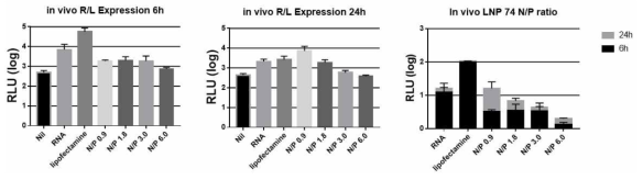 최적의 LNP 선정을 위한 RNA의 단백질 발현 확인 (in vivo)