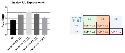 RNA와 LNP의 N/P ratio에 따른 단백질 발현 비교