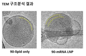 주사전자현미경(TEM)을 이용한 LNP (+RNA) 구조 분석