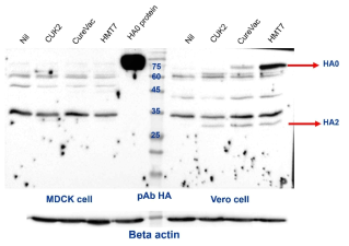 WB을 이용한 RNA 백신 플랫폼별 항원 발현 확인 (influenza HA)