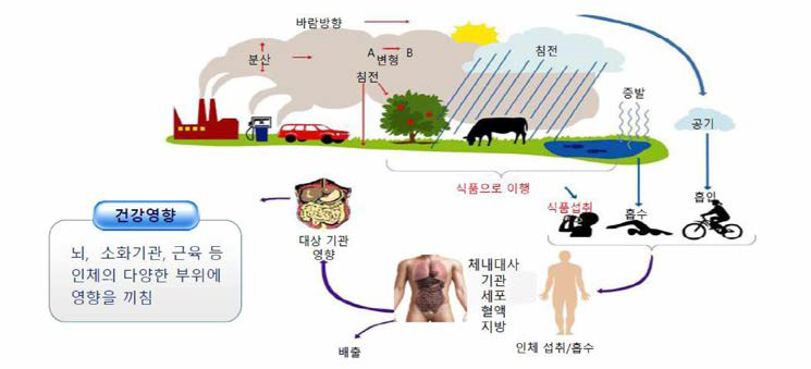 중금속(납)의 인체 축적 경로