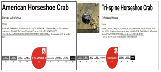 세계자연보존연합(IUCN)에서 멸종위기종 및 위기 근접종으로 분류된 투구게