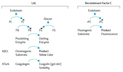 LAL 시험법의 원리(좌)와 rFC 시험법의 원리(우)