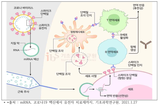 mRNA vaccines 작동 원리