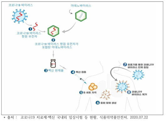 바이러스 벡터 백신 생산 및 체내 작용 기전(COVID-19)