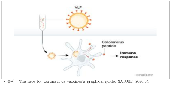 바이러스 유사입자(VLPs) 백신 구조