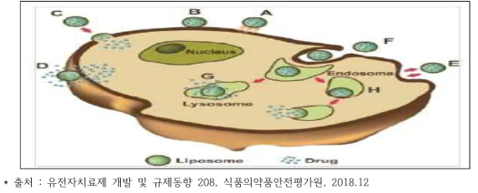 리포좀 이용 치료제 체내 전달 시 세포-치료제 간 상호작용